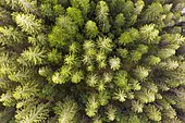 Spruce forest from above, near Lohberg, drone photograph, Bavarian Forest, Upper Palatinate, Bavaria, Germany, Europe