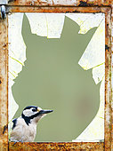Great spotted woodpecker (Dendrocopos major) looking inside an old window, England