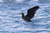 Great Cormorant (Phalacrocorax carbo sinensis), side view of an immature taking off from the sea, Campania, Italy