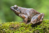 Italian Stream Frog (Rana italica), side view of an adult on some moss, Campania, Italy