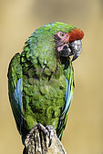 Military Macaw (Ara militaris), Manu, Peru