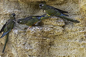 Burrowing Parrot (Cyanoliseus patagonus) on cliff, Patagonia, Argentina, Chile