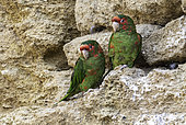 Mitred Parakeet (Psittacara mitratus) on cliff, Peru