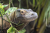 Komodo Dragon (Varanus komodœnsis) portrait, Komodo, Flores, Rinca, Indonésia