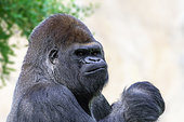 Western Gorilla (Gorilla gorilla gorilla )male, Cameroon, Democratic Republic of Congo, Gabon