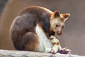 Goodfellow's Tree Kangaroo (Dendrolagus goodfellowi) with joey, New Guinea