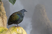 Nicobar Pigeon (Calœnas nicobarica) on rock, Andaman and Nicobar Islands, India