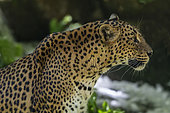 Sri Lanka Leopard (Panthera pardus kotiya), Skri Lanka
