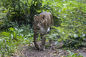 Sri Lanka Leopard (Panthera pardus kotiya) walking, Skri Lanka