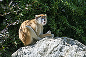 Patas Monkey (Erythrocebus patas) on rock, Democratic Republic of Congo, Cameroon, Gabon