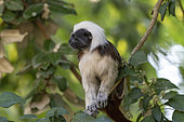 Cotton-headed Tamarin (Saguinus œdipus), north-west Colombia