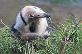Northern Tamandua (Tamandua mexicana), Costa Rica