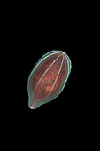 Comb jelly Beroe, (Beroe abyssicola), Arctic circle Dive Center, White Sea, Karelia, northern Russia