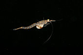 Small shrimp, coastal mysid of Arctic (Mysis oculata), Arctic circle Dive Center, White Sea, Karelia, northern Russia