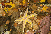 Common starfish, (Asterias rubens), Arctic circle Dive Center, White Sea, Karelia, northern Russia