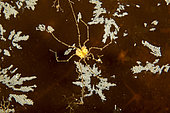 Sea spider, (Nymphon longitarse) Arctic circle Dive Center, White Sea, Karelia, northern Russia