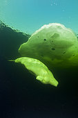 Beluga whales, (Delphinapterus leucas) swimming under ice, Arctic circle Dive Center, White Sea, Karelia, northern Russia