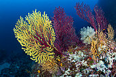 Seafan, Yellow and Red Gorgonian, Paramuricea clavata and Clavelina lepadiformis, light-bulb sea squirt, Punta Carena, Capri Island, Sorrentine Peninsula, Italy, Tyrrhenian Sea, Mediterranean