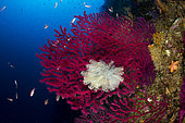 Seafan, Red Gorgonian, Paramuricea clavata and light-bulb sea squirt, Clavelina lepadiformis, Punta Carena, Capri Island, Sorrentine Peninsula, Italy, Tyrrhenian Sea, Mediterranean