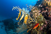 Catshark egg, Scyliorhinus sp., on yellow gorgonian, Eunicella cavolini, Marine Protected area Punta Campanella, Massa Lubrense, Penisola Sorrentina, Costa Amalfitana, Italy, Tyrrhenian Sea, Mediterranean
