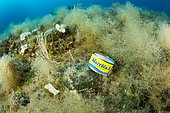 Costa Amalfitana; Empty tuna can; Italy; Marine Protected area Punta Campanella; Marine reserve; Massa Lubrense; Mediterranean; peninsula; Penisola Sorrentina; sea; Tyrrhenian; Tyrrhenian Sea