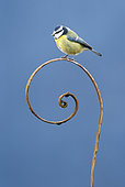 Blue tit (Cyanistes caeruleus) perched on a steel question mark, England