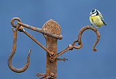 Blue tit (Cyanistes caeruleus) perched on a rusty piece of steel, England