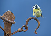 Blue tit (Cyanistes caeruleus) perched on a rusty piece of steel, England