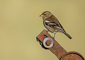 Chaffinch (Fringilla coelebs) perched on a rusty piece of steel, England
