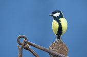 Great Tit (Parus major) perched on a piece of steel, England
