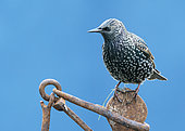 Starling (Sturnus vulagaris) perched on an old piece of rusty steel, England