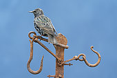 Starling (Sturnus vulagaris) perched on an old piece of rusty steel, England