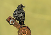 Starling (Sturnus vulagaris) perched on a piece of rusty steel, England