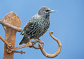 Starling (Sturnus vulagaris) perched on an old piece of rusty steel, England