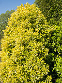 Winter creeper 'Emerald'n'Gold', Euonymus fortunei 'Emerald'n'Gold', foliage