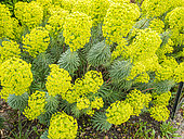 Mediterranean spurge 'John Tomlinson', Euphorbia characias ssp wulfenii 'John Tomlinson', in boom