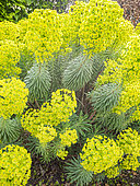 Mediterranean spurge 'John Tomlinson', Euphorbia characias ssp wulfenii 'John Tomlinson', in boom