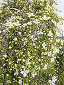 Clematis Persian Fragrance, Clematis chrysocoma var. sericea, Clematis montana Spooneri, flowers