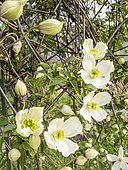 Clematis Persian Fragrance, Clematis chrysocoma var. sericea, Clematis montana Spooneri, flowers