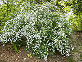 Vanhout Spiraea, Spiraea x vanhouttei, in bloom