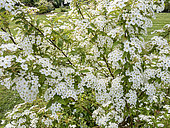 Japanese Spirea, Spiraea dasyantha, in bloome