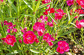 Sweet William 'Festival Red', Dianthus barbatus 'Festival Red', flowers
