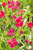 Sweet William 'Festival Red', Dianthus barbatus 'Festival Red', flowers
