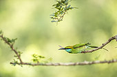 Little green bee eater (Merops orientalis) sitting on perch. Yala National Park, Southern Province, Sri Lanka.