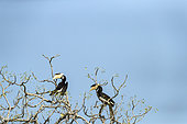 Couple of Malabar pied hornbills, female and male (Anthracoceros coronatus) perched in tree, Yala National Park, Southern Province, Sri Lanka.