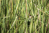 Streaked weaver (Ploceus manyar) nesting. Yala National Park, Southern Province, Sri Lanka.