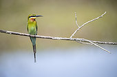 Blue-tailed bee-eater (Merops philippinus) sitting on perch. Yala National Park, Southern Province, Sri Lanka.