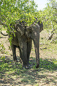 Asian elephant (Elaphus maximus). Yala National Park, Southern Province, Sri Lanka.