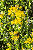 Spanish Gorse, Genista hispanica, flowers