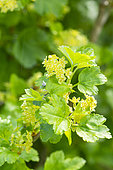 Mountain Currant 'Aureum', Ribes alpinum 'Aureum', flowers